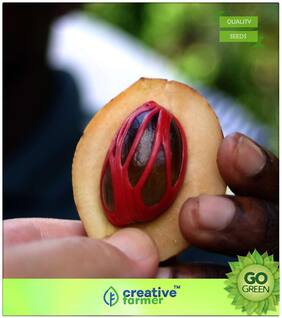 Tree Seeds : Nutmeg - Jayaphala Seeds Premium Kitchen Garden Plant Seeds