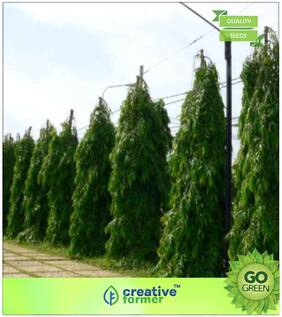 Tree Seeds : Ornamental Tree Ashok Premium Kitchen Garden Plant Seeds