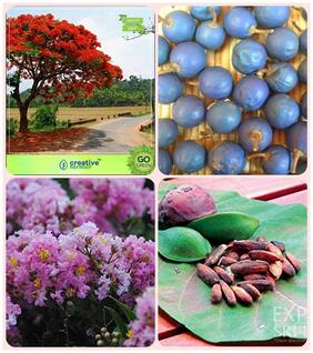 Tree Seeds Plant Gulmohar;Elaeocarpus Ganitrus;Queen Crape Myrtle;Indian Badam Combo For Home Garden Flowering Tree