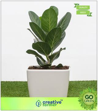 Tree Seeds : Pot Suitable Banyan Plant Premium Kitchen Garden Plant Seeds