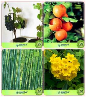 Tree Seeds Planting Grape;Orange;Small Bamboo;Tecoma Stans Combo For Home Garden Fruit Seeds