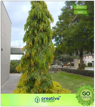 Tree Seeds : Polyalthia Longifolia Pendula (Mast Tree) Premium Kitchen Garden Plant Seeds