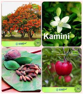 Tree Seeds Planting Gulmohar;Murrayya Exotica;Indian Badam;Apple Combo For Home Garden Flowering Tree