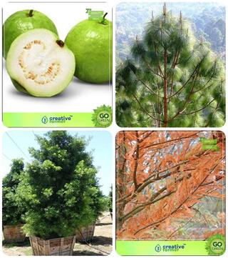 Tree Seeds Planting Guava;Pinus Roxburghaii;Podocarpus Gracillior;Taxodium Mucronatum Combo For Home Garden Fruit Seeds