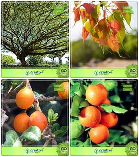 Tree Seeds Plant Albizia Saman;Ficus Religiosa;Mamosa -Elangi;Orange Combo For Home Garden Shade Tree