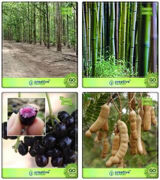 Tree Seeds Planting Mangium;Small Bamboo;Syzygium Cumini;Tamarind Combo For Home Garden Shade Tree
