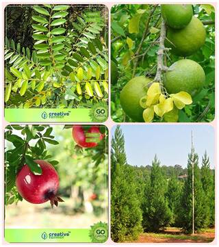Tree Seeds Planting Simarouba Glauca(Paradise-Tree);Aegle Marmelos;Pomagranate;Japanese Cedar Combo For Home Garden Herbal Medicinal Tree/Plant