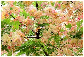 Tree Seeds Rainbow Flowering Shower Tree Rare Tree For Home Garden Seeds