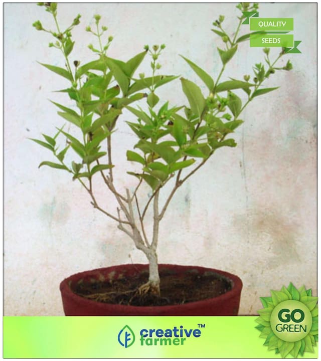 Tree Seeds : Raat Ki Rani Flowering Plants Seeds Premium Kitchen Garden Plant Seeds