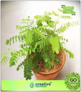 Tree Seeds Rakt Chandan - Adenanthera Pavonina Shade Tree Seeds Premium Kitchen Garden Plant Seeds