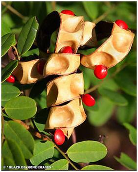 Tree Seeds Rare Expensive Wood Tree Red Sandalwood Shade Tree Seeds Tree Seeds Garden Pack By Creative Farmer