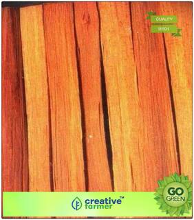 Tree Seeds Rare Herb Pathimukham Seeds - Herbal Drink Tree Seeds For Growing Herbal Premium Kitchen Garden Plant Seeds