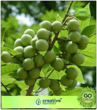 Tree Seeds Ritha - Notched Leaf Soapnut Herb Seeds For Kitchen Garden Premium Kitchen Garden Plant Seeds