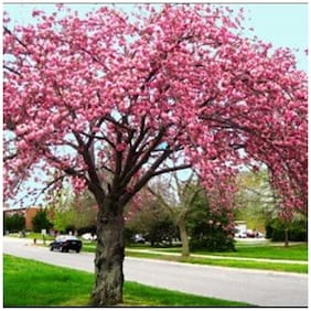 Tree Seeds : Spotted Sterculia - Home Garden Pack by Creative Farmer