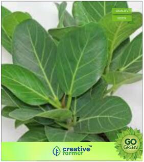 Tree Seeds : Shade Tree Plants Seeds Ficus (Benghalensis) Premium Kitchen Garden Plant Seeds