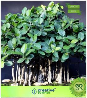 Tree Seeds : Sacred Tree Banyan Tree Premium Kitchen Garden Plant Seeds