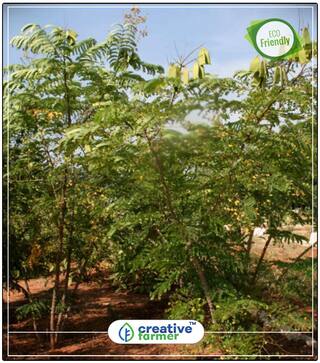 Tree Seeds Sappamgu Patamgam Road Side Shade Tree Seeds Perfect Home Garden Plant Seeds