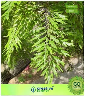 Tree Seeds : Silver Oak Golden-Orange Bottlebrush-Like Blooms Premium Kitchen Garden Plant Seeds