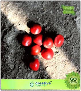 Tree Seeds Seeds Of Adenanthera Pavonina Red Sandalwood Coral Wood Tree Red Lucky Seeds For Growing Tree Seeds For Large Area Premium Kitchen Garden Plant Seeds