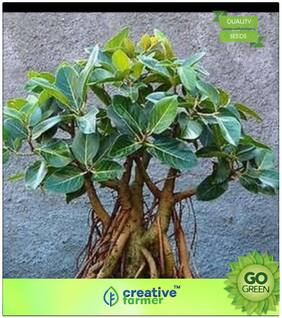 Tree Seeds : Sacred Banyan Tree Remarkable Tree Of India Shade Tree Premium Kitchen Garden Plant Seeds