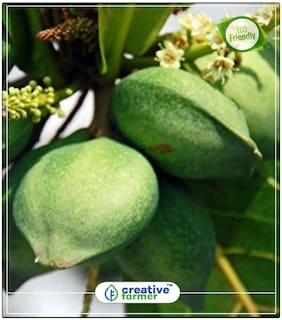 Tree Seeds Sea-Almond - Fruit Tree Seeds Perfect Home Garden Plant Seeds