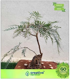 Tree Seeds : Savukku-Maram Premium Kitchen Garden Plant Seeds