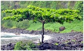 Tree Seeds : Terminalia Catappa - Home Garden Pack by Creative Farmer