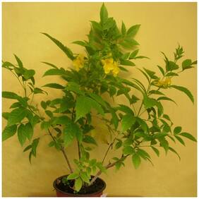 Trumpet Vine Family Garden Flower Seeds For All Season Bonsai Suitable Flowering Plant Seeds Garden Pack By Creative Farmer