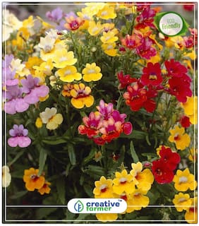 Tutti Frutti (Nemesia) Plant Seeds For All Season India Perfect Home Garden Plant Seeds