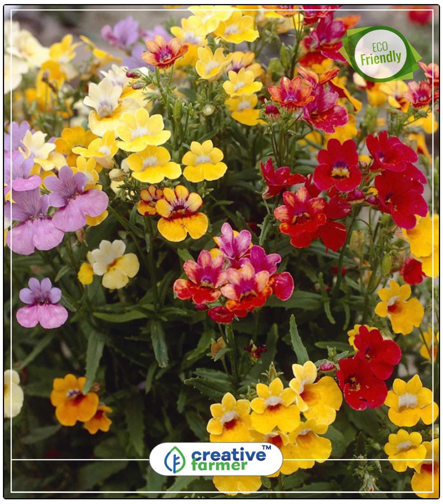 https://assetscdn1.paytm.com/images/catalog/product/H/HO/HOMTUTTI-FRUTTICREA8874768BBC8FE/1563036636483_0..jpg