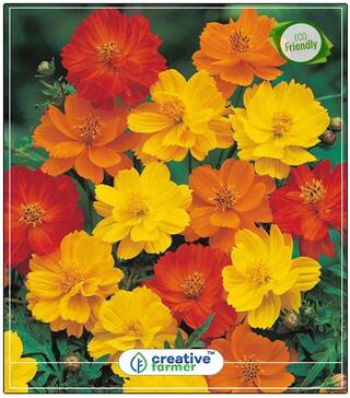 Ulam Raja Flower Seed All Season Perfect Home Garden Plant Seeds