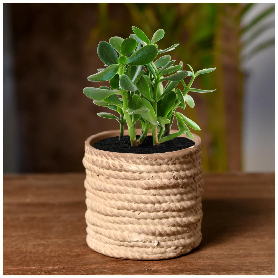

Unravel India ceramic matte finish round rope table top planter