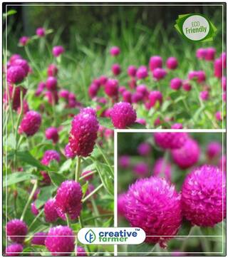 Vadamalli - Gomphrena Flower Seeds Mixed Colour Perfect Home Garden Plant Seeds