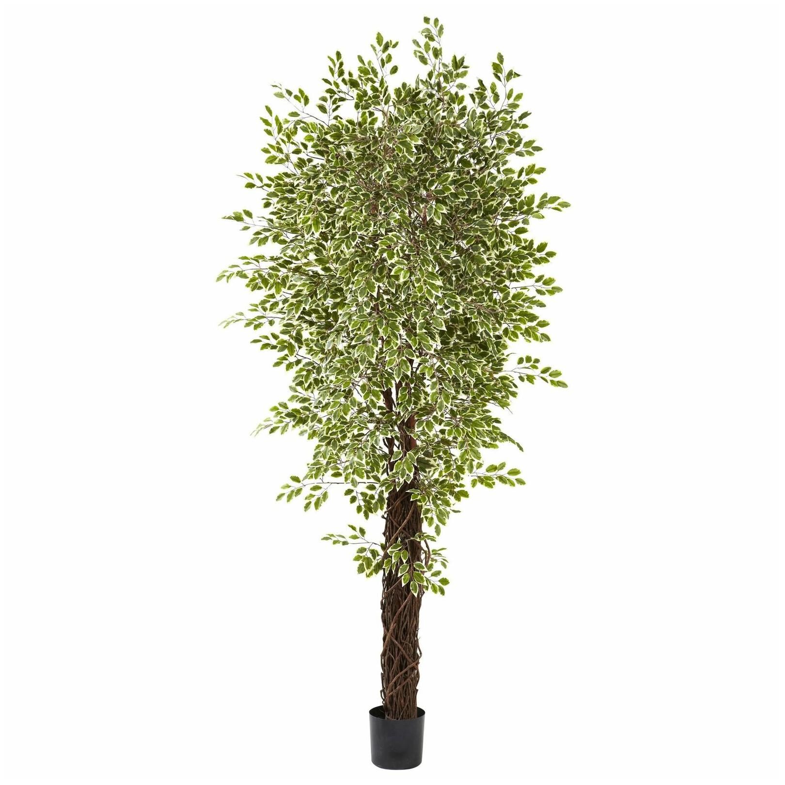

Variegated Mini Ficus Silk Tree