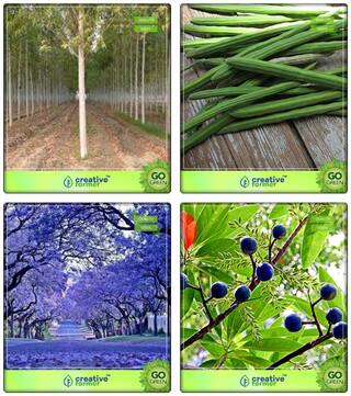 Vegetable And Ornamental Tree Seeds Mangium;Drumstick;Jacaranda Blue;Elaeocarpus Ganitrus Combo For Home Garden Shade Tree