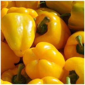 Vegetable Seeds Hybrid Yellow Capsicum Vegetable Seeds For Kitchen Garden Seeds
