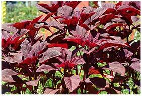 Vegetable Seeds : Red Spinach Amaranthus - Lal Saag Seeds F1 For Terrace Garden-5000 Seeds by Creative Farmer