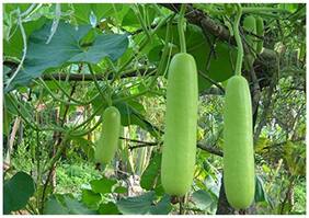 Vegetable Seeds : Long Bottle Gourd Vegetable - Churaka - Vegetable Seeds For Farming : Kitchen Garden Pack by Creative Farmer