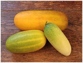 Vegetable Seeds : Cucumber Hybrid Seeds (Long Yellow) - Vegetable Seeds For Rainy Season : Kitchen Garden Pack by Creative Farmer