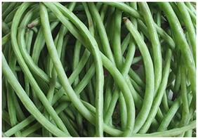 Vegetable Seeds : Cowpea Seeds Medium Long Bean - Borboti - Barbatti - Vegetable Seeds For Farming : Kitchen Garden Pack by Creative Farmer