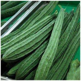 Vegetable Seeds : Ridge Gourd Seeds - Variety Jaipur Long - Vegetable Seeds For Terrace Garden : Kitchen Garden Pack by Creative Farmer