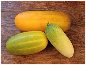 Vegetable Seeds : Cucumber Hybrid Seeds (Long Yellow) For Terrace Garden-30 Seeds by Creative Farmer