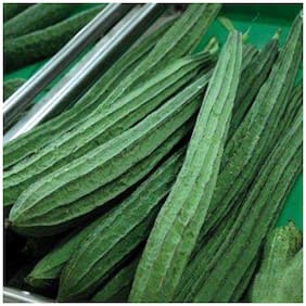 Vegetable Seeds : Ridge Gourd Seeds - Variety Jaipur Long For Terrace Garden-20 Seeds by Creative Farmer