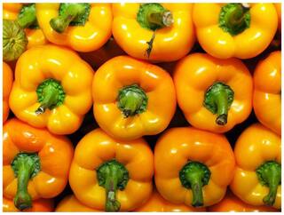Vegetable Seeds Capsicum 3 Colours Vegetable Seeds For All Season 20 Seeds