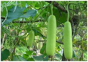 Vegetable Seeds : Long Bottle Gourd Vegetable - Churaka - Vegetable Seeds For Farming : Kitchen Garden Pack by Creative Farmer