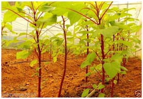 Vegetable Seeds : Hara Saag Cheera Seeds - Green Amaranthus - Vegetable Seeds For Planting : Kitchen Garden Pack by Creative Farmer