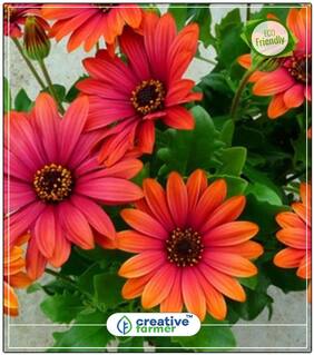 Venidium Fastuosum Orange Gardening Flower Seeds For Balcony Perfect Home Garden Plant Seeds