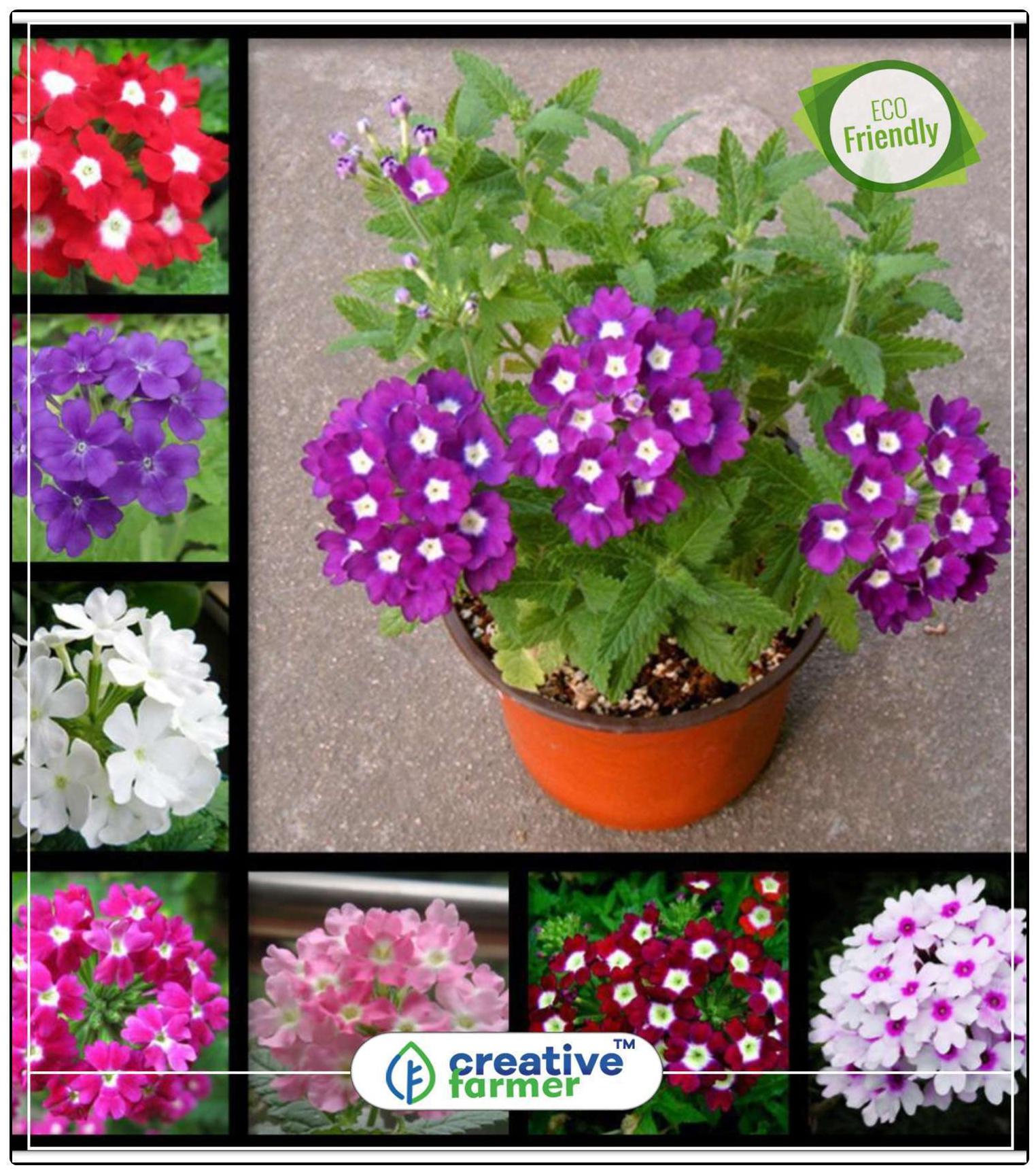 https://assetscdn1.paytm.com/images/catalog/product/H/HO/HOMVERBENA-HYBRCREA88747301D13D8/1563036217752_0..jpg
