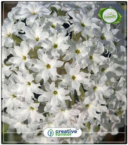 Verbena Hybrid Variety Plant Seeds White Exotic Plant Seeds Perfect Home Garden Plant Seeds