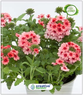 Verbena Ideal Mix Flower Seeds Hybrid Perfect Home Garden Plant Seeds